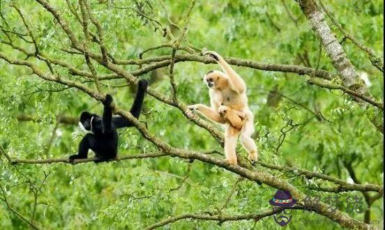 八字胡子的動物是什麼生肖 八字胡子的動物是什麼生肖