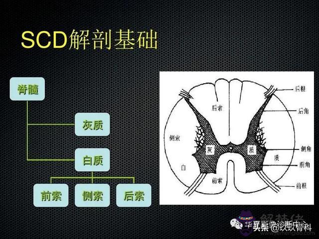 脊髓亞急性聯合變性八字征