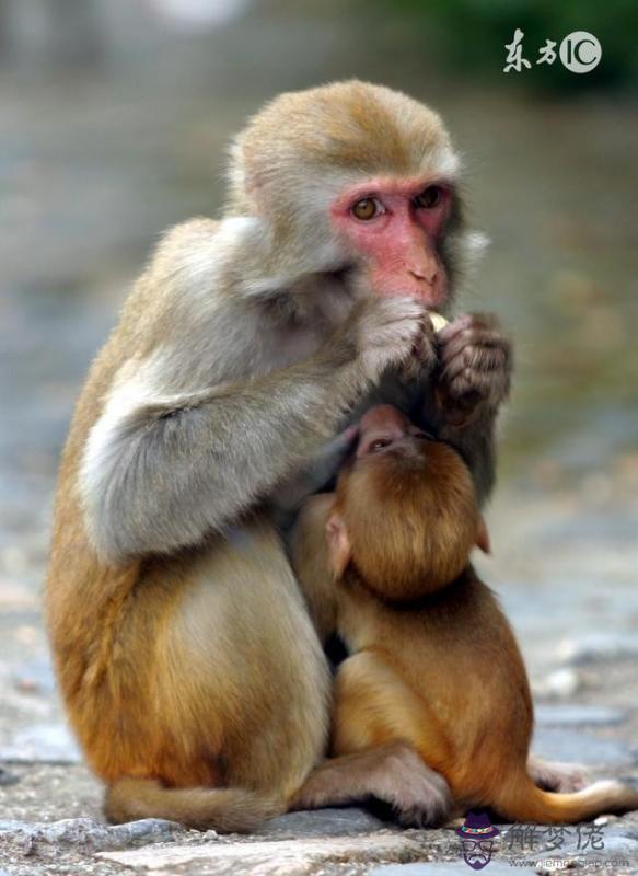男猴的婚姻相配嗎查詢：女猴男雞婚姻相配嗎