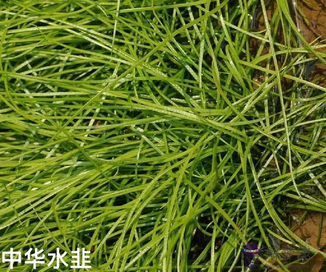 八字是中國特有的嗎 八字是中國特有的嗎