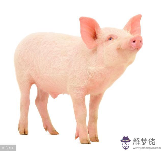 紅八字命盤豬