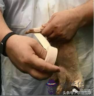 仔豬八字腿矯正圖