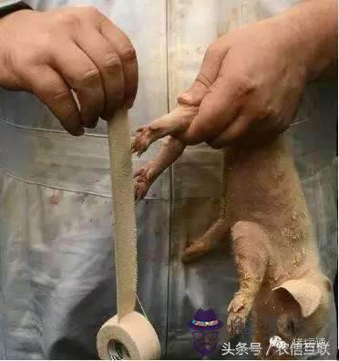 仔豬八字腿矯正圖