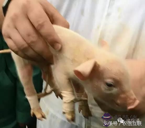 仔豬八字腿矯正圖