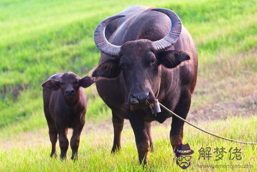 73年牛那一年走大運：73年屬牛3月初5何時走大運？