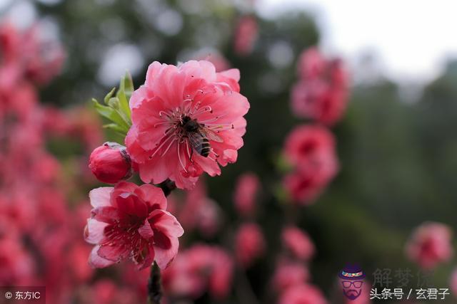 八字桃花太重