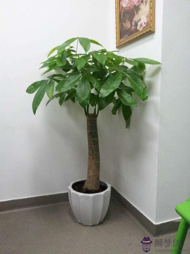 綠葉植物增加運勢