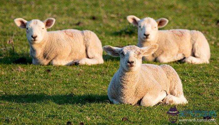 今年屬羊的運勢哪年好，屬羊今年高考運勢如何