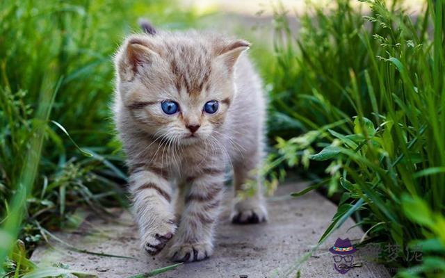 屬猴的人養貓運勢不穩奔波勞碌