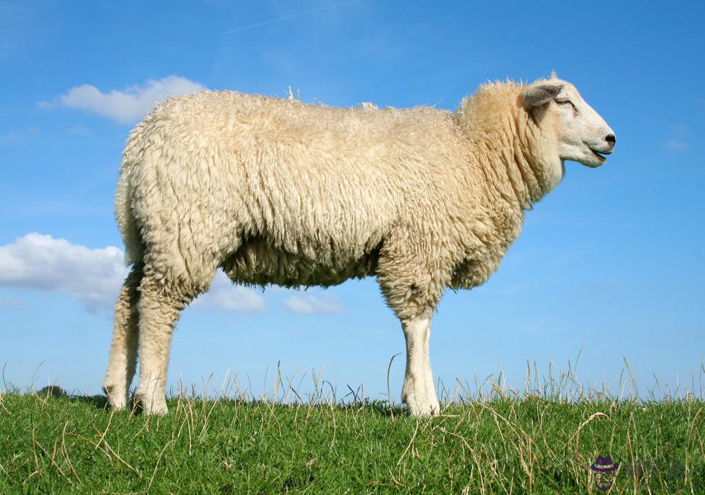 屬羊的在六月運勢，屬羊人2021年六月運勢