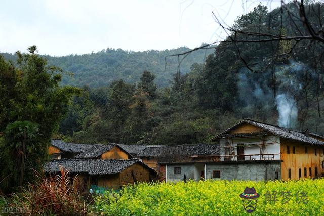 種在屋后提升運勢的植物