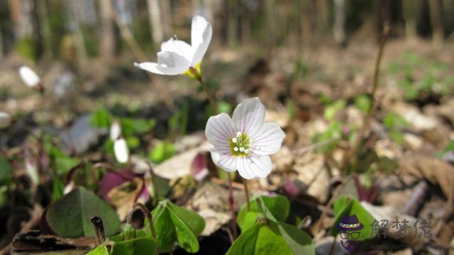 天秤4月1日運勢