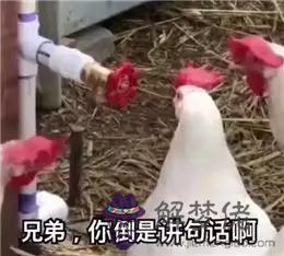 2個星座表情幫我寫一下，88個星座圖片"