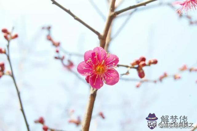 己亥年2月運勢如何