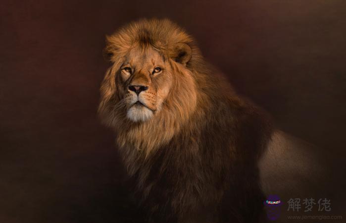 獅子的性格特點和能力，14種動物代表人的性格
