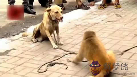 1、猴與狗婚配是否合適:屬猴和屬狗的相配嗎