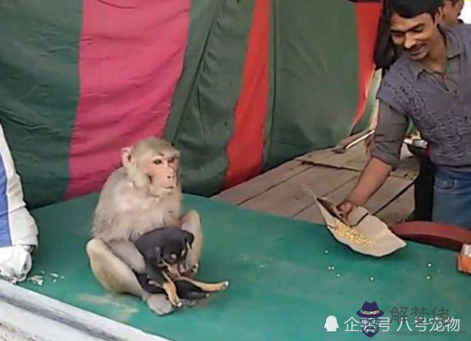2、猴與狗婚配是否合適:男猴子和女狗在一起合適嗎？配嗎？