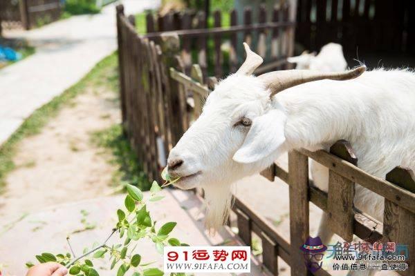 4、女虎86年十一月初三射手和男羊91年四月初十雙子座結婚適合嗎