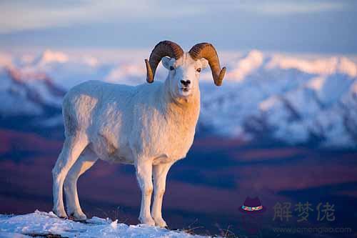 6、屬羊的女生和什麼屬相最般配:什麼屬相和屬羊的最配