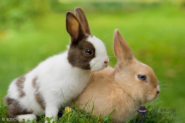 屬兔的人和什麼屬相不能配，屬兔人和什麼屬相沖