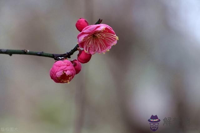 孩子不在身邊是什麼屬相