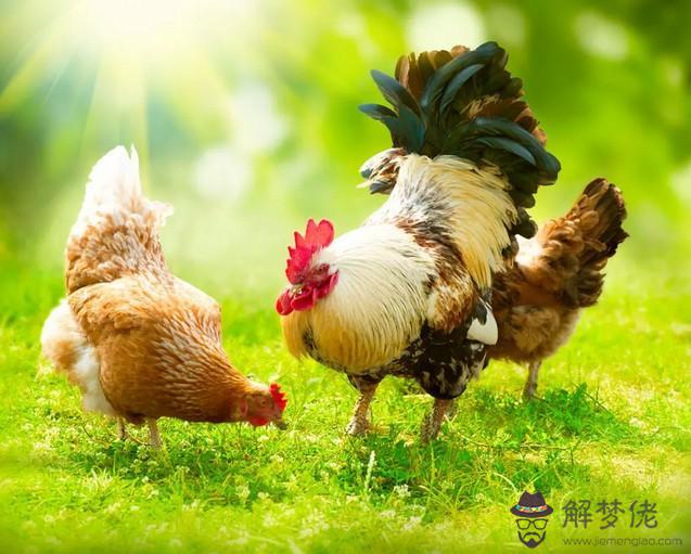 9、夫妻都屬雞婚姻能長久嗎:男女都屬雞可以成夫妻嗎？