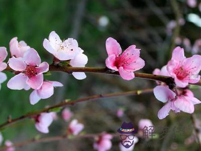 1、什麼是正桃花什麼是正緣:正桃花和偏桃花有什麼區別嗎？請詳細說明。