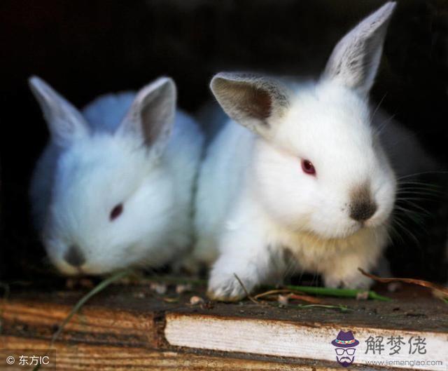 1、屬兔是哪一年出生的年份:屬兔是那一年的？