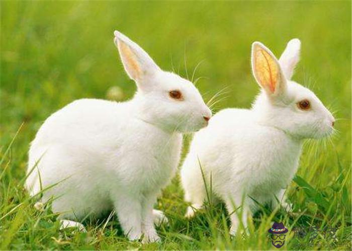 3、屬兔是哪一年出生的年份:屬兔的是哪一年出生的？