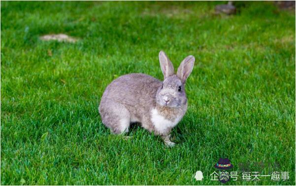 5、屬兔是哪一年出生的年份:屬兔是幾幾年的，屬兔年份