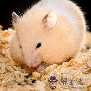 6、屬鼠年齡表:屬鼠的年齡表是什麼？