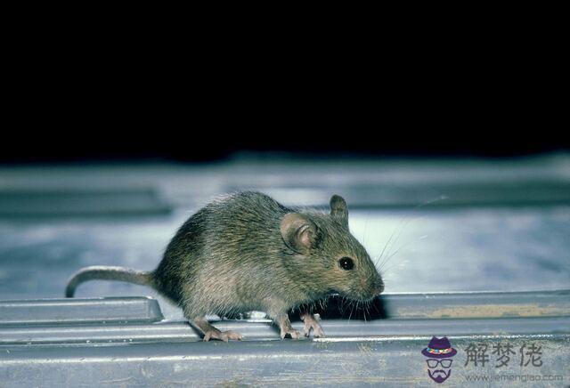 1、屬鼠人的災難年齡:屬鼠的今年多大？