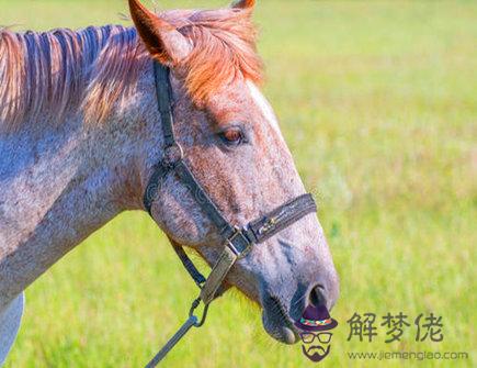 屬馬和什麼屬相不和財，屬兔和什麼屬相最不和