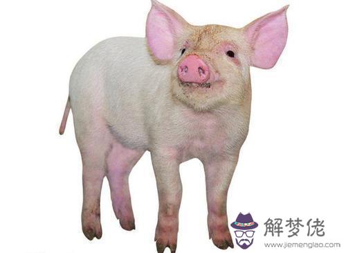 屬猴和什麼屬相相沖相克