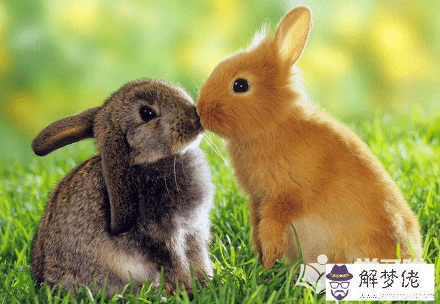 男屬兔跟什麼屬相最好，屬兔和什麼屬相不合