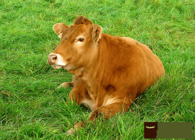 5、屬牛生意伙伴屬相:屬牛的與什麼屬相做生意和財