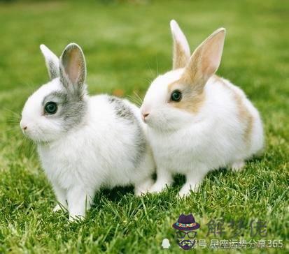 2、屬兔年運勢每月:年屬兔人的全年每月