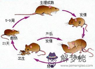 8、兩只鼠不怕苦是什麼意思:木桶上有兩只老鼠的雕塑寓意什麼？