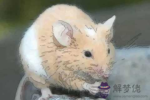 1、屬鼠女人好不好追:屬鼠的女人怎麼追