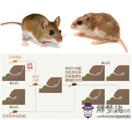 2、鼠有哪幾年出生的:屬鼠的人是多少年出生的？？？