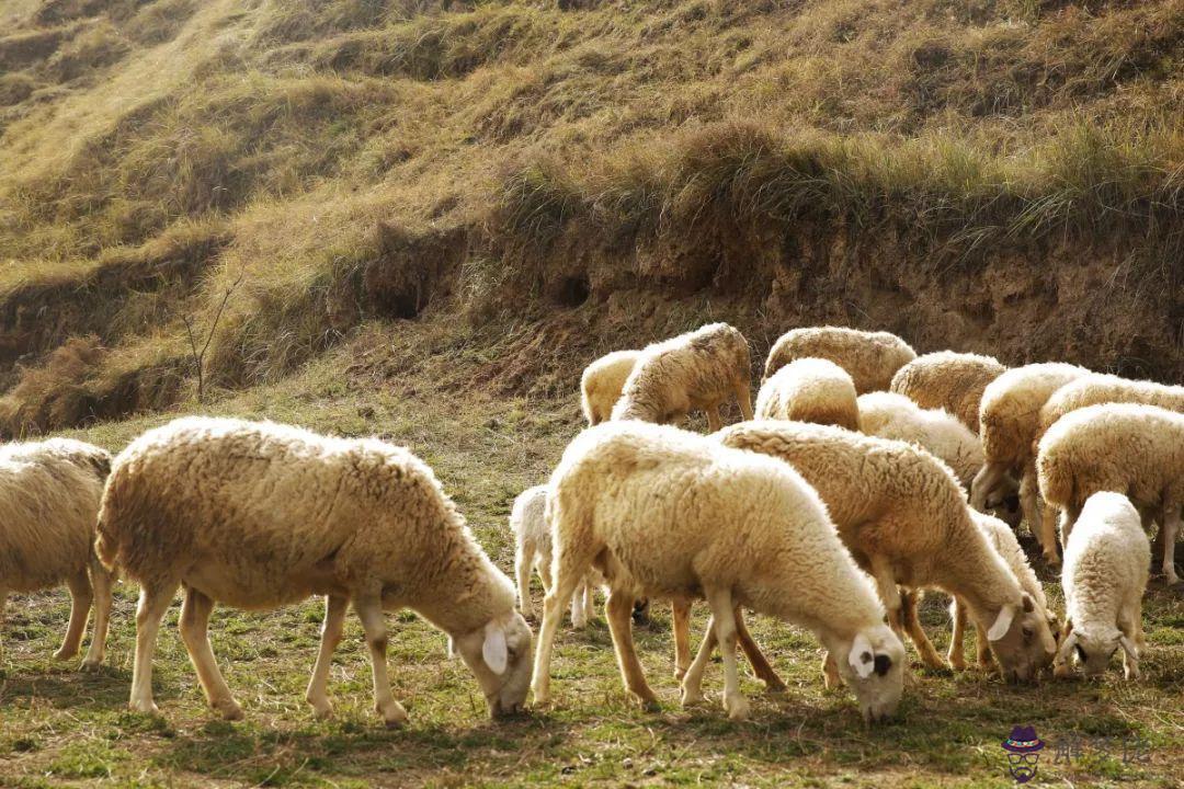 2、年屬羊運程:年屬羊人的全年運勢如何？