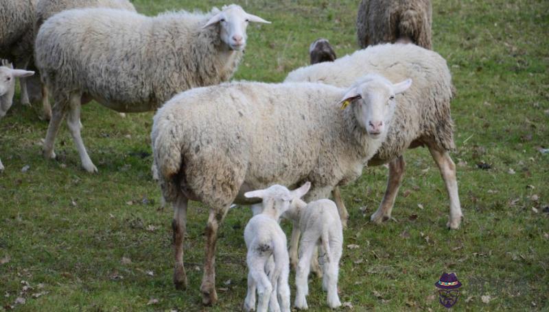 2、67年屬羊人54歲財運:67年屬羊的和79年屬羊的為什麼在財運上總是79年的好呢？