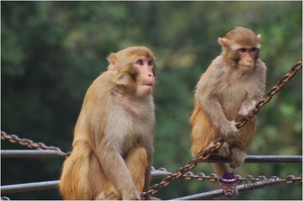 1、屬猴的上等婚配:屬猴的和什麼屬相最配 屬猴人的婚配