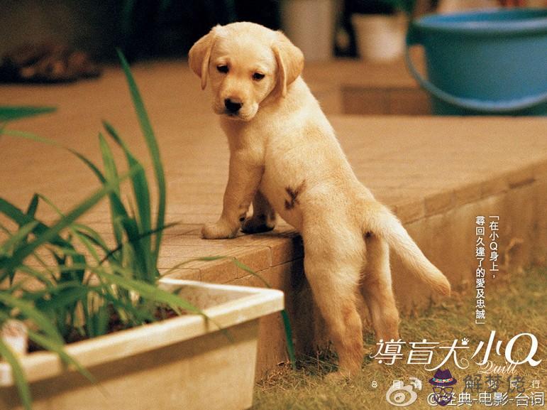 3、龍狗婚配為大忌:龍和狗能不能婚配呀？