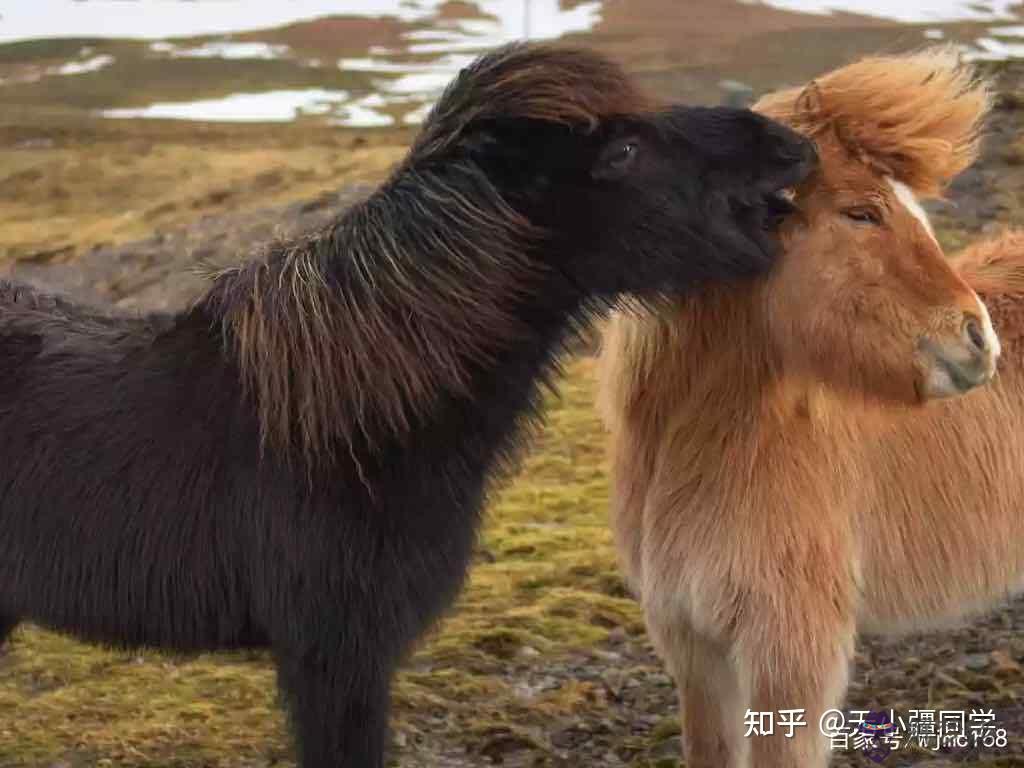 1、90年馬與92年猴婚配:男馬與年猴婚姻配嗎