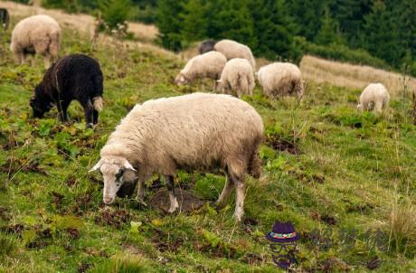 屬羊的幸運字母是什麼，生肖羊最忌諱的數字