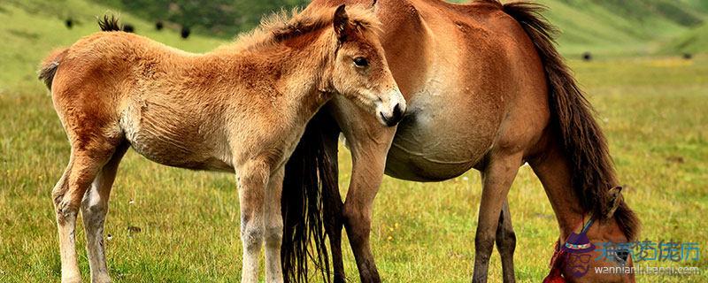 4、12個月份屬馬的婚配:屬馬的屬相婚配表，屬馬和什麼屬相最配