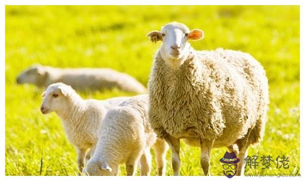 2、屬羊人與同屬羊人能婚配嗎:屬羊和屬羊的相配嗎