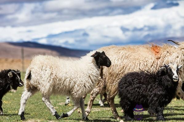 1、屬羊人與同屬羊人能婚配嗎:屬羊和屬羊的人相配嗎？