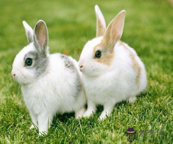 1、屬兔的婚配忌哪幾個屬相:屬兔的能和哪些屬相配對?